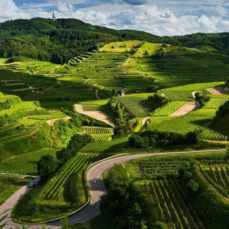 Coorg Coffee Plantation Adventure